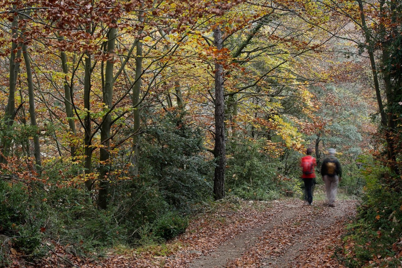 Senderisme al bosc